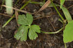 Creeping buttercup